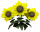 Blume1