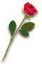 Rose1